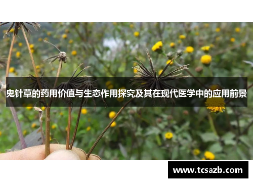 鬼针草的药用价值与生态作用探究及其在现代医学中的应用前景